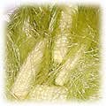 food-corn-baby.jpg (7255 bytes)