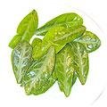 food-lungleileave.jpg (6342 bytes)