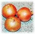 food-onion2.jpg (14796 bytes)