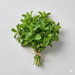 薄荷 Mint