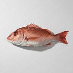 紅衫魚（紅魚） red snapper