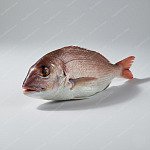 鯛魚 sea bream