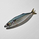 馬鮫魚 mackerel