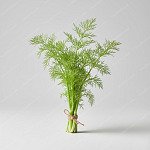 小茴香 Fennel herb