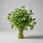 香菜 Cilantro