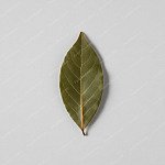月桂葉 Bay leaf